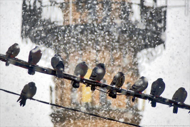 Снегодождь в Москве