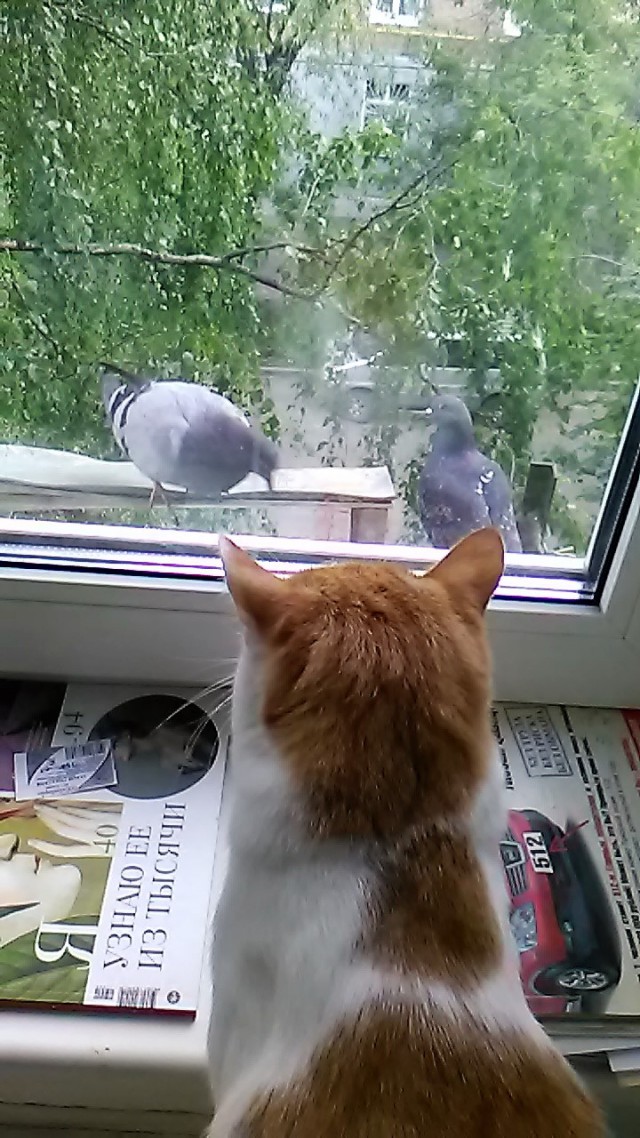 Котовторник 11.07.2017