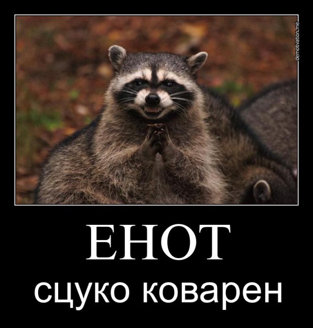 Не гладьте бешеных енотов
