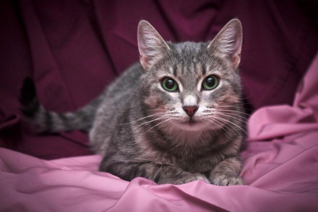 Коты и Кошки