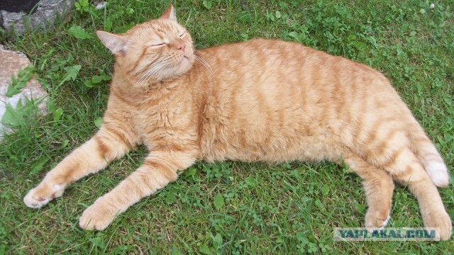 Котовторник 27.02.2018 наступил!