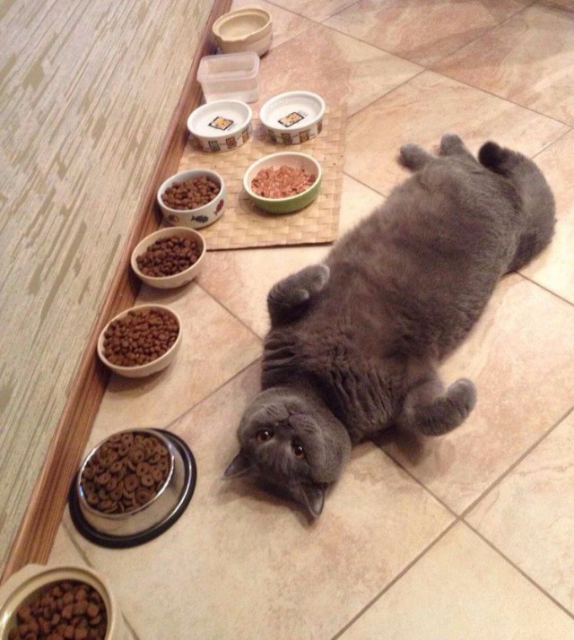 Прикольных котов пост