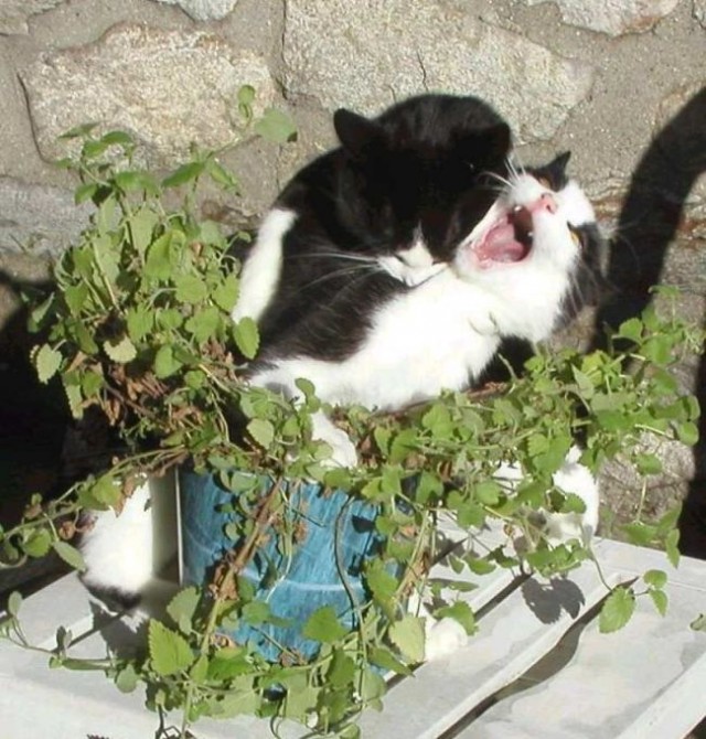 Прикольные коты на среду! ОЧЕНЬ МНОГО!