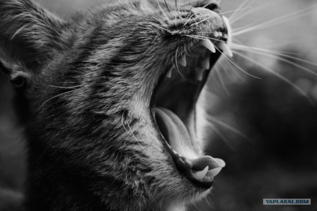 Котовторник в ЯПонии (58 фот)