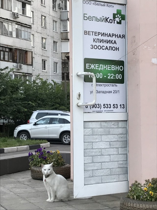 Прикольных котов пост
