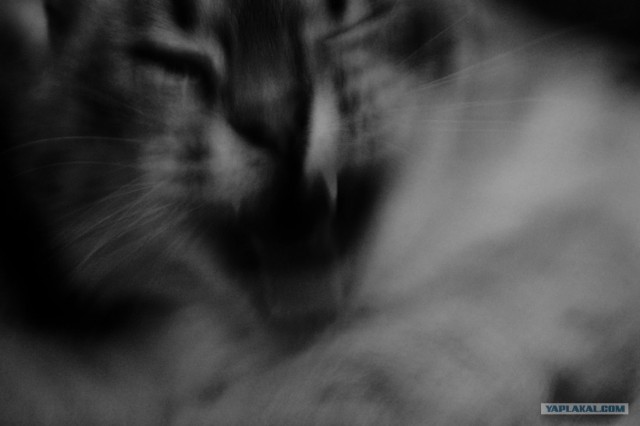 Котовторник ужасов (36 фот)