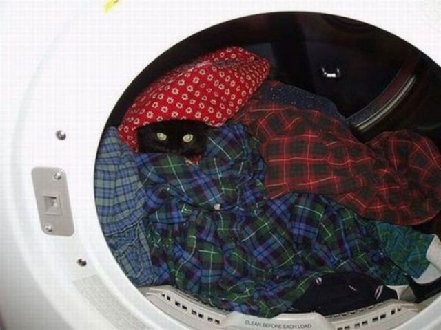 Котовторник, для любителей кошек