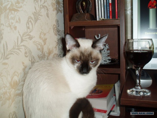 Профессиональный котовторник