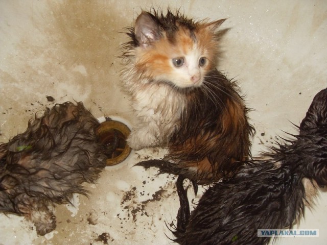 Котовторник так котовторник!