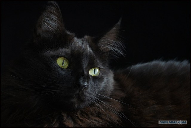Котовторник (24. 01. 2012 )