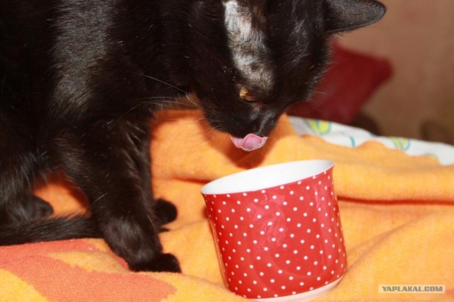Котовторник (14.02.2012)