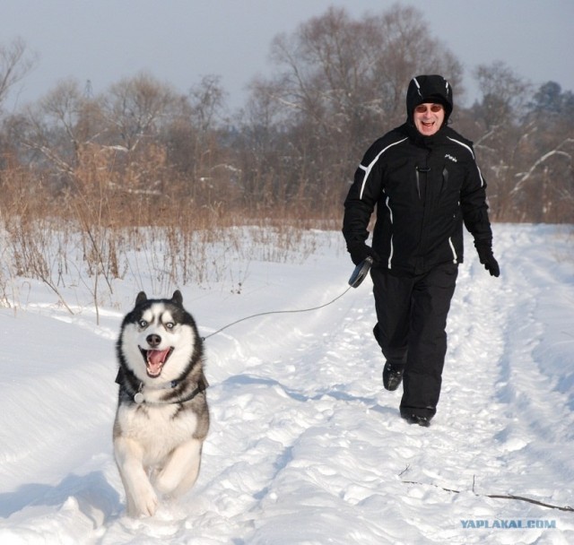 Совсем ручной песик!