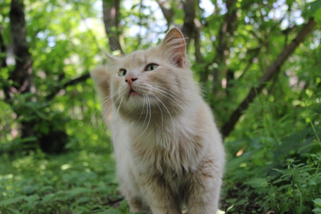Котовторник 1 мая 2012