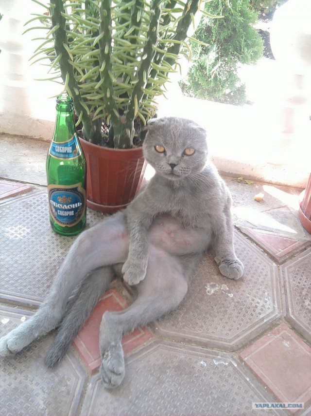 Котовторник 22.05.2012