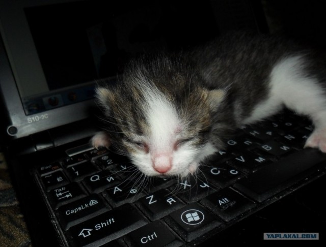 Котовторник   5.06.2012