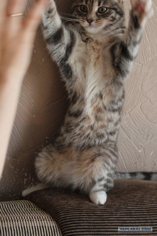 Котовторник 24.07.2012