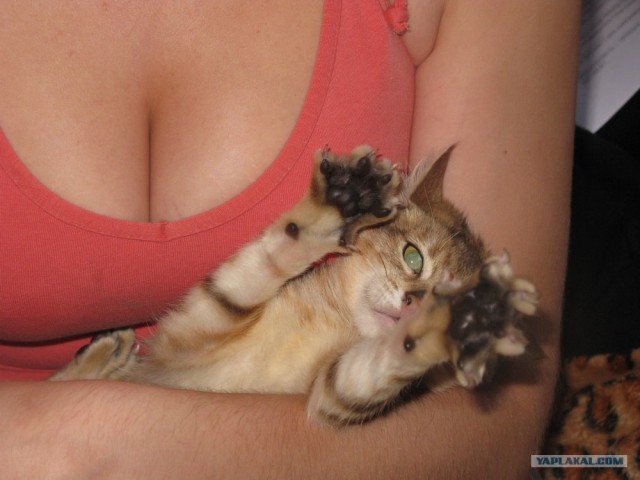 Котовторник  21.08.12