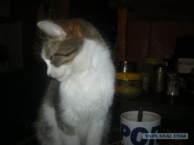 Жизнь домашнего приюта для котеек 256