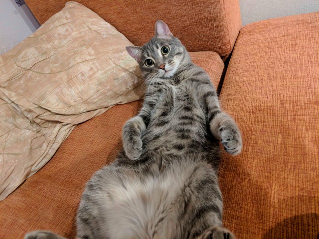 Котовторник 19.02.2019