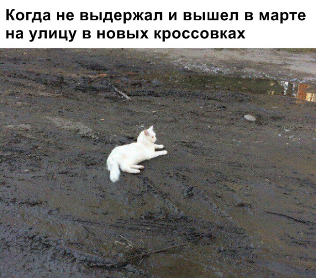 Забавные фото котеек