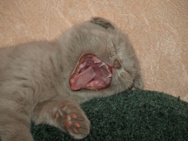 Котовторник однако