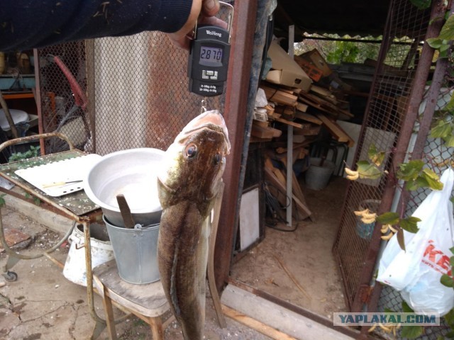 Рыбалка удалась