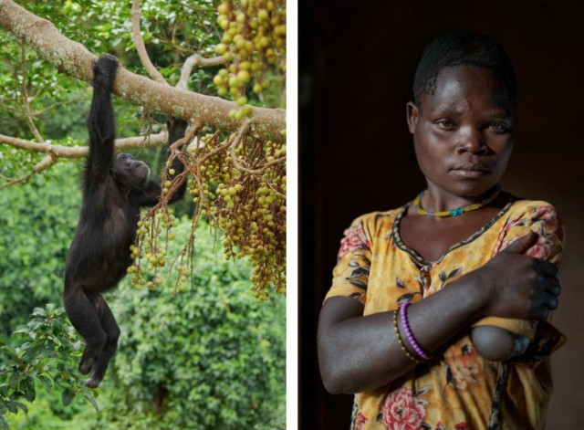 Максимально близко к восстанию обезьян: в Уганде шимпанзе объявили войну людям