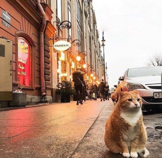 Живность из сети