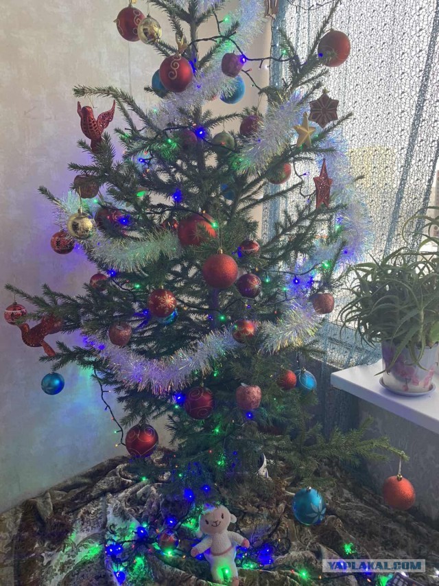 Хвастаемся своими елками!