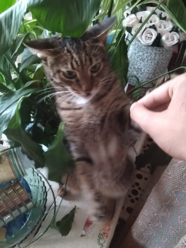 Котовторник