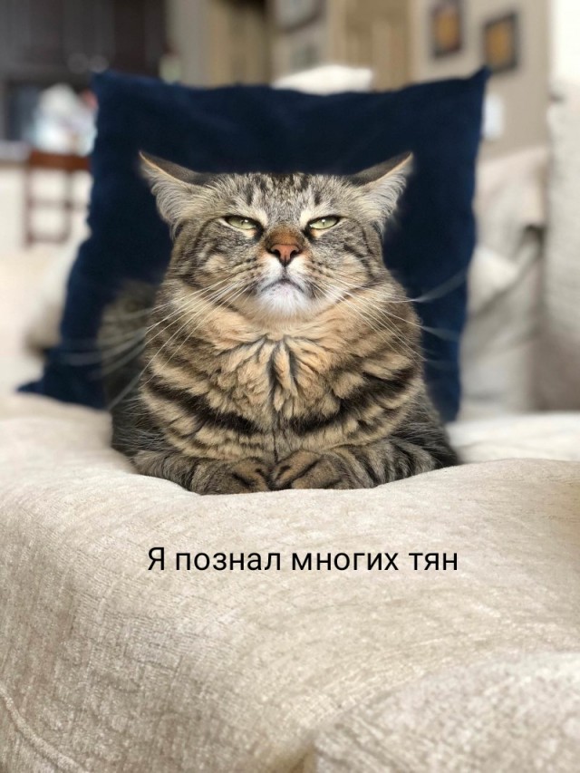 Кошатникам