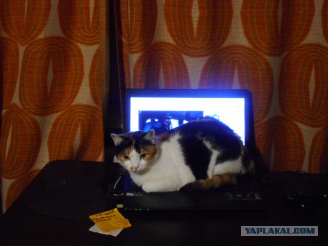 Котовторник. Добавляйте своих