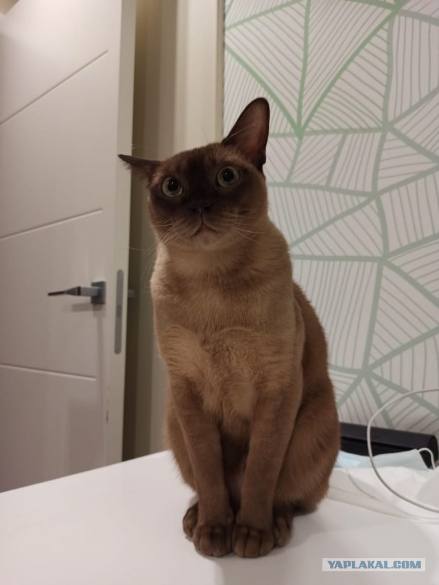 Котовторнику быть!