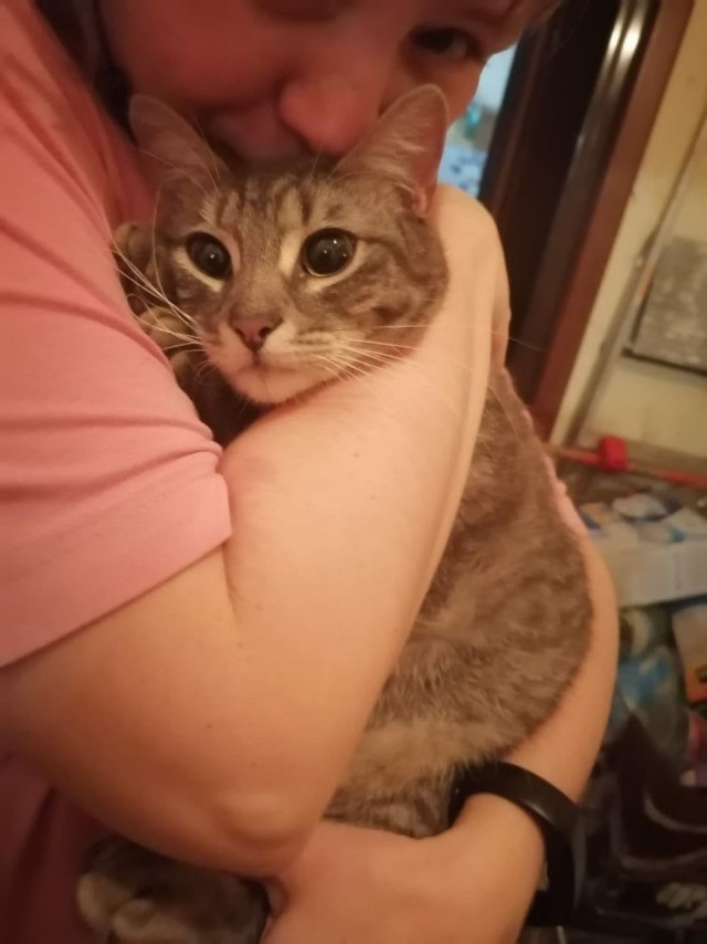 Котовторник!