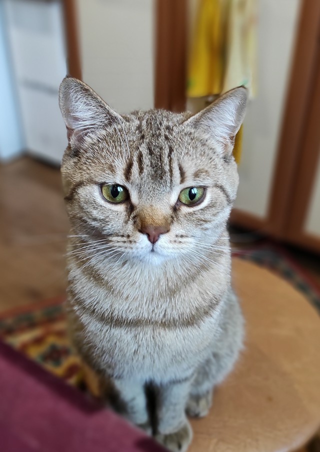 Вторник-кото