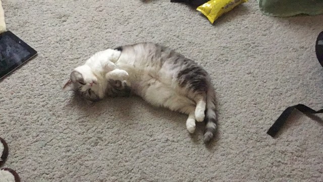С котовторником!