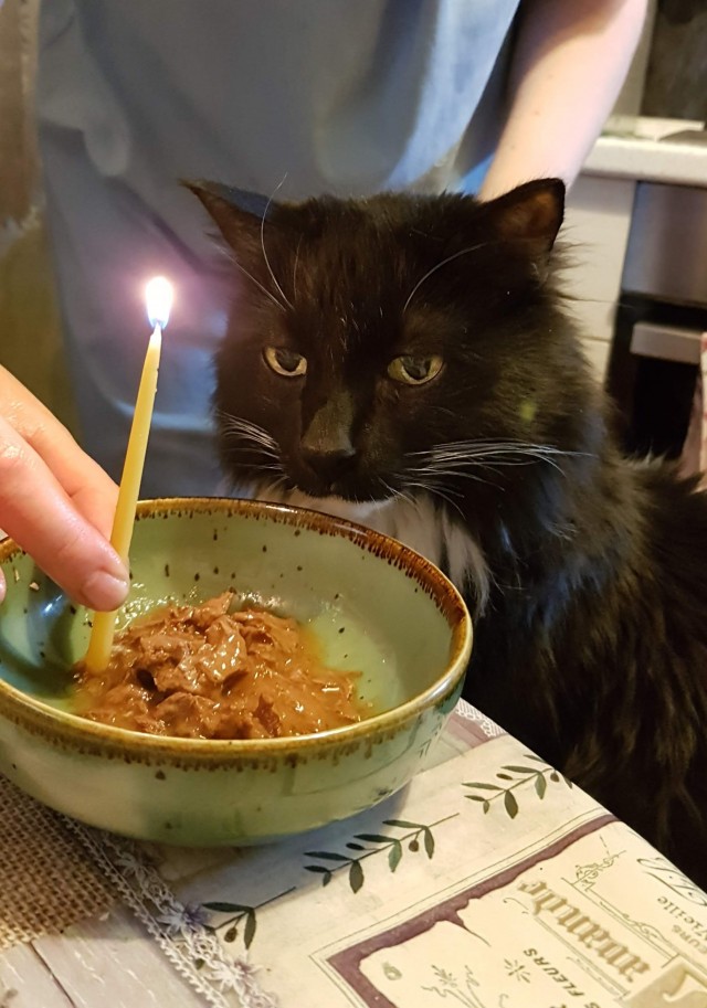 А котовторник уже начался?
