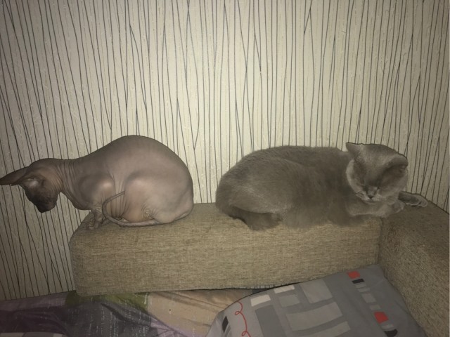 Котовторник. Поговорим о кличках, друзья