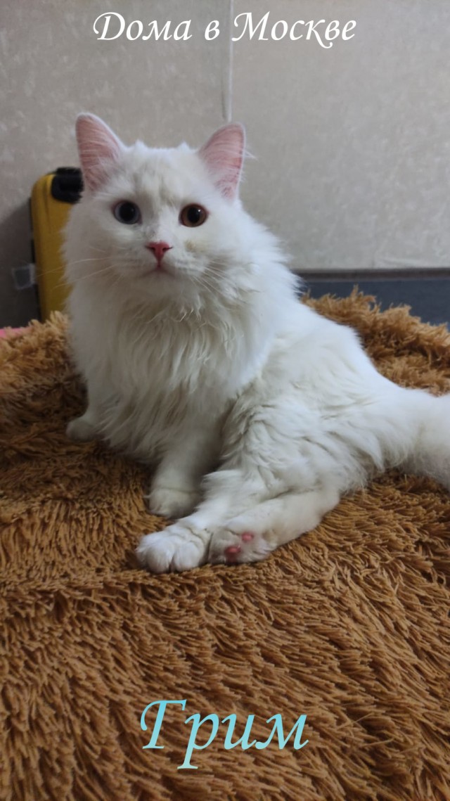 Жизнь домашнего приюта "Котоленд" 309