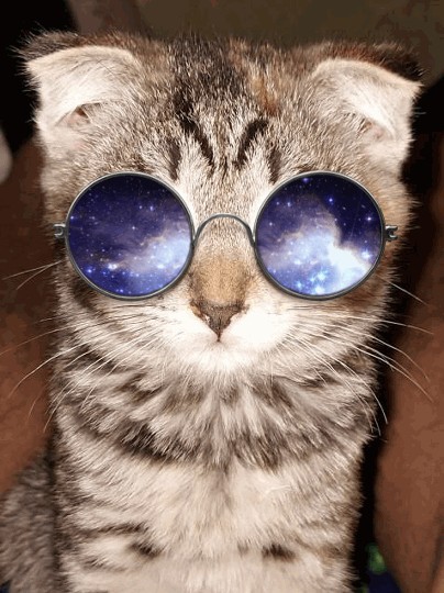 Личинка котэ