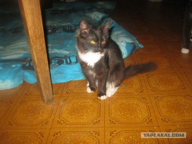 Жизнь домашнего приюта для котеек 369