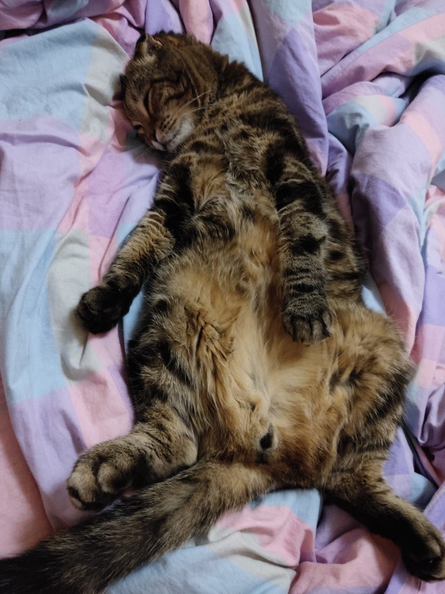Котовторник ведь начался!