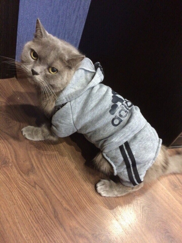 И снова день кошачий!