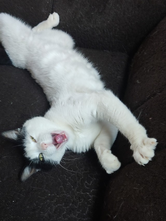 Котовторник. Немного сицилийских котов.