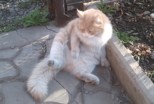 Котовторник 19.07.22