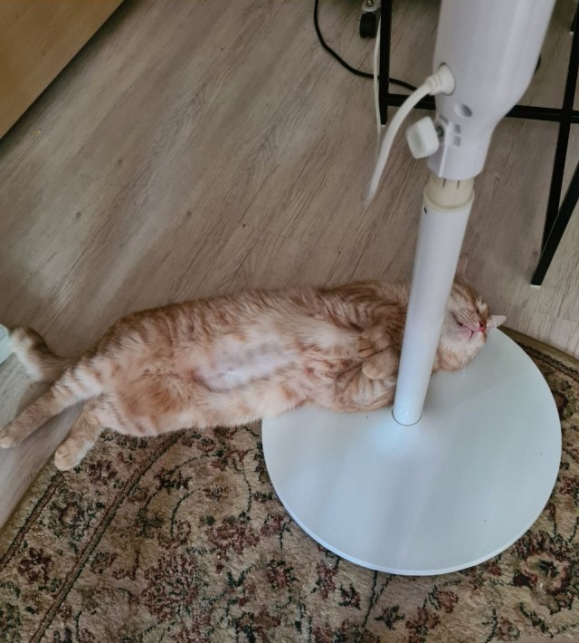 Отдали кота