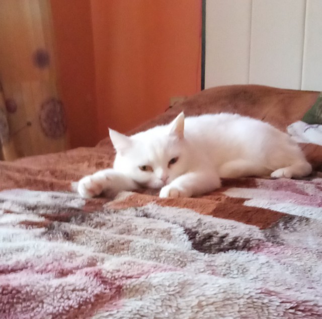 Котовторник от Jus`а или просто Кекс
