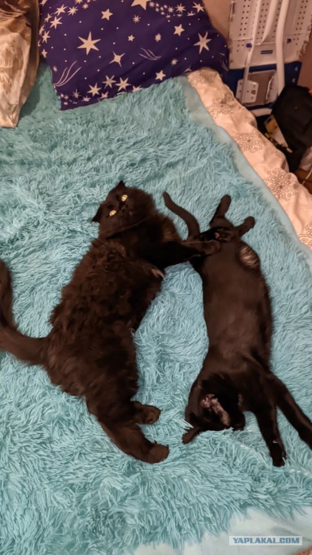 Котёнок по имени Гав