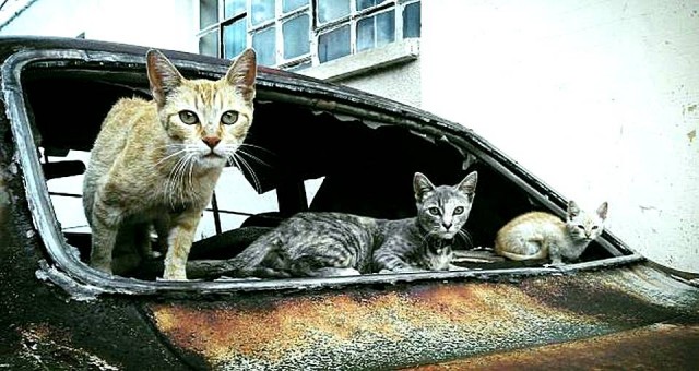 Честный баттл: АвтоКоты VS АвтоПсы