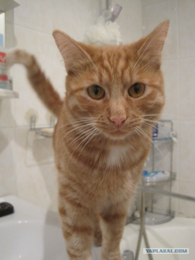 Ремонт в санузле